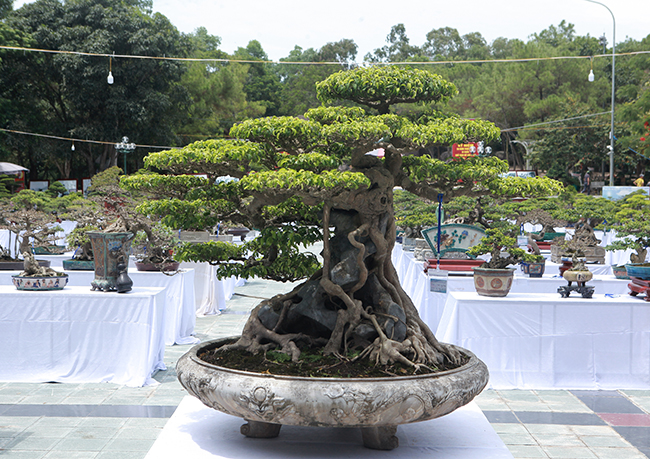 Siêu cây Việt Nam” giá 23 tỷ khiến giới chơi cây sửng sốt-11