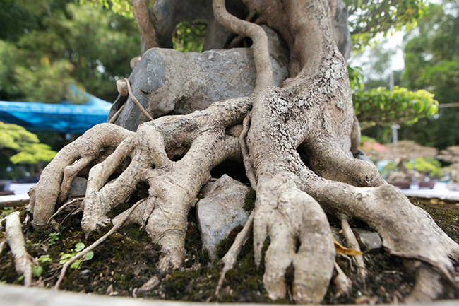Siêu cây Việt Nam” giá 23 tỷ khiến giới chơi cây sửng sốt-12