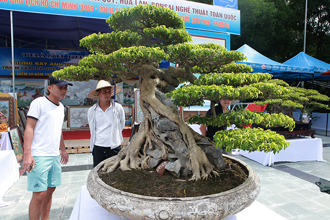 Siêu cây Việt Nam” giá 23 tỷ khiến giới chơi cây sửng sốt-15