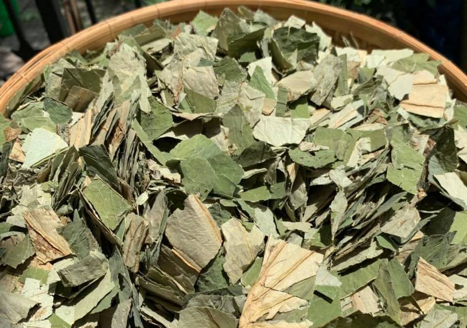 Loại lá mọc tràn ao bùn Việt Nam, 400 ngàn/kg, chị em ưa dùng để giữ eo-1