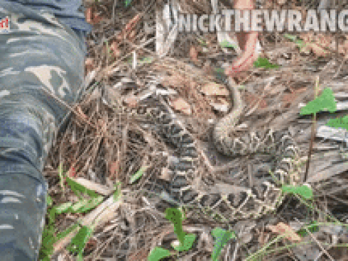 Người đàn ông tắm, xỉa răng cho rắn khủng như chăm thú cưng-1