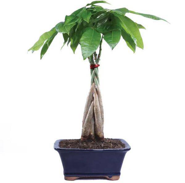 Mệnh Mộc hợp cây gì rước lộc vào nhà?-2