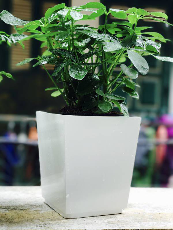 Mệnh Mộc hợp cây gì rước lộc vào nhà?-4