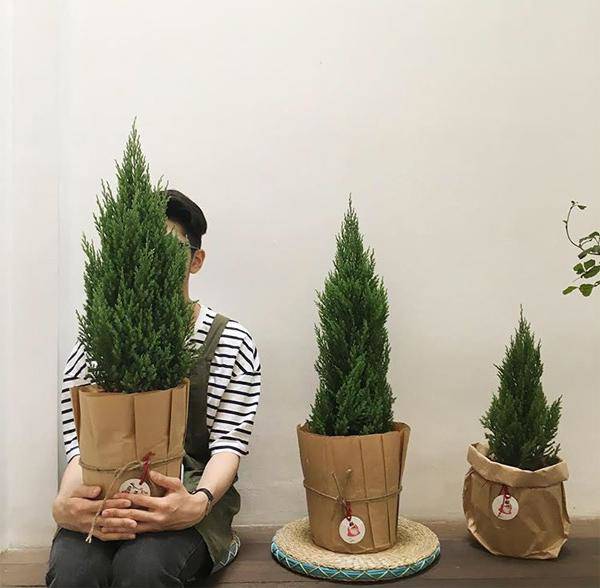 Mệnh Mộc hợp cây gì rước lộc vào nhà?-5