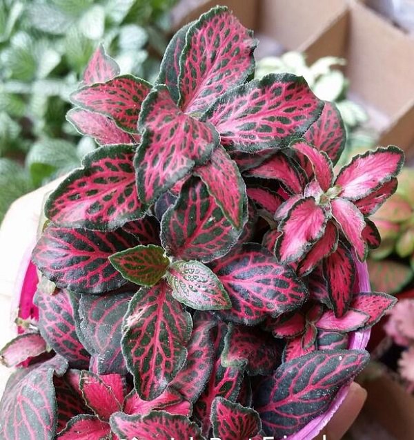 Mệnh Mộc hợp cây gì rước lộc vào nhà?-8