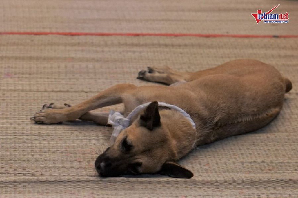 Chú chó của nghệ sĩ Xuân Hiếu bỏ ăn, nằm phục bên linh cữu chủ-7