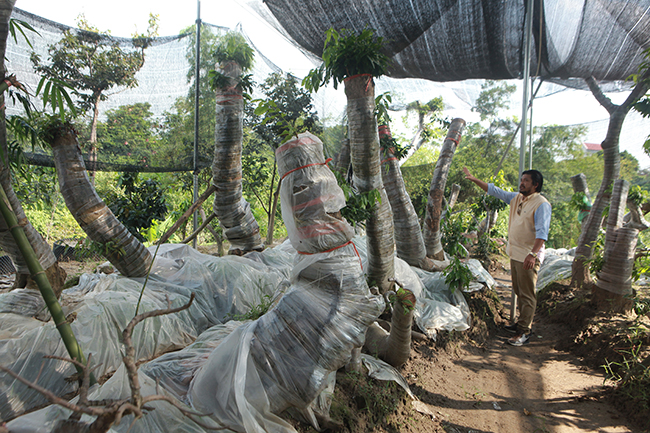 Đột nhập vườn mai vàng Yên Tử cổ thụ của đại gia Quảng Ninh-1