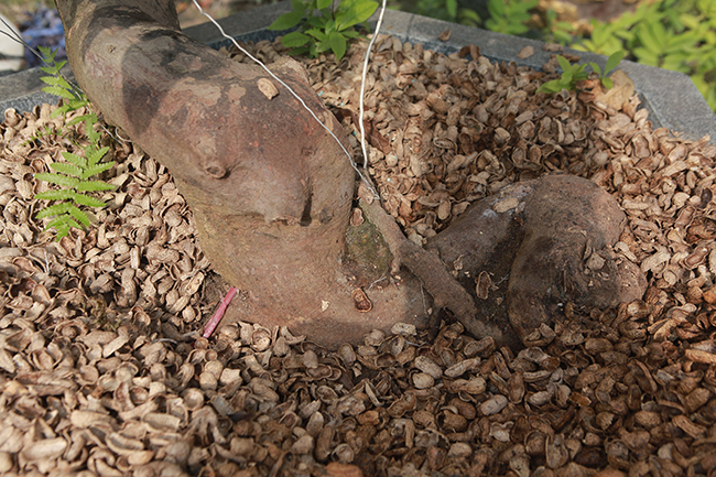 Đột nhập vườn mai vàng Yên Tử cổ thụ của đại gia Quảng Ninh-10