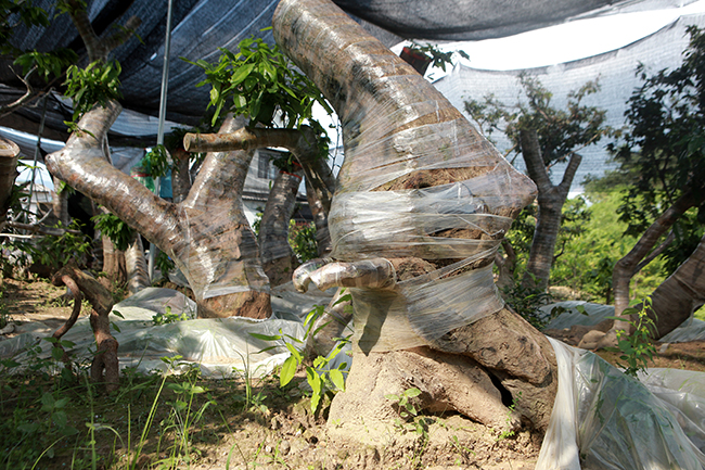 Đột nhập vườn mai vàng Yên Tử cổ thụ của đại gia Quảng Ninh-15