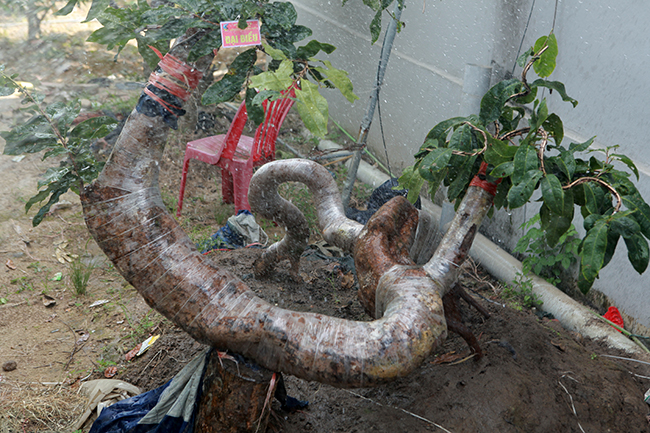 Đột nhập vườn mai vàng Yên Tử cổ thụ của đại gia Quảng Ninh-4