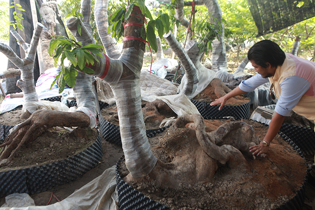 Đột nhập vườn mai vàng Yên Tử cổ thụ của đại gia Quảng Ninh-7