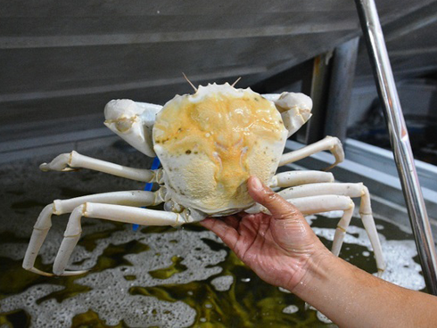 Cua biển xuất sang TQ 46.000 đồng/kg, doanh nghiệp nói giá quá thấp-2