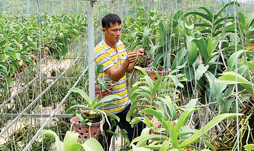 Trại lan khổng lồ và gã khùng mang lan ngọc điểm trả về rừng-1