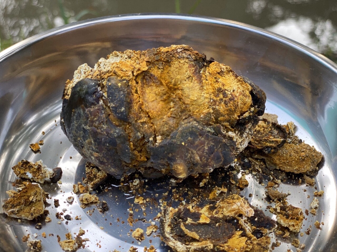 200 triệu một viên sỏi mật trâu bò bệnh, mua về làm thuốc quý-2