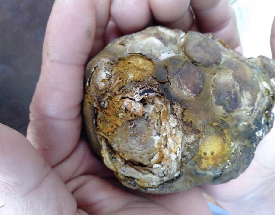 200 triệu một viên sỏi mật trâu bò bệnh, mua về làm thuốc quý-3