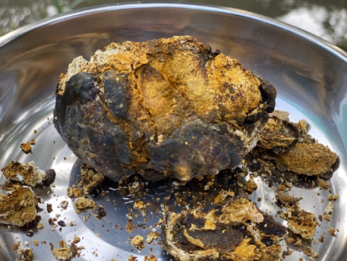 Trồng cây khác người, anh nông dân Bắc Giang thu về trăm triệu đồng-4