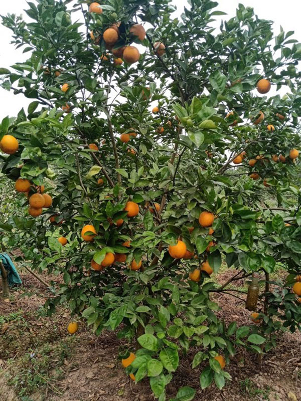 Trồng cây khác người, anh nông dân Bắc Giang thu về trăm triệu đồng-1