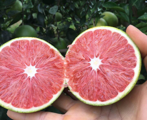 Trồng cây khác người, anh nông dân Bắc Giang thu về trăm triệu đồng-2