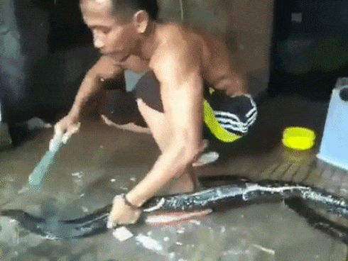 Sau vài đường kéo của cô chủ, mèo con lột xác kinh dị, bức ảnh cuối khiến tất cả bật cười-3