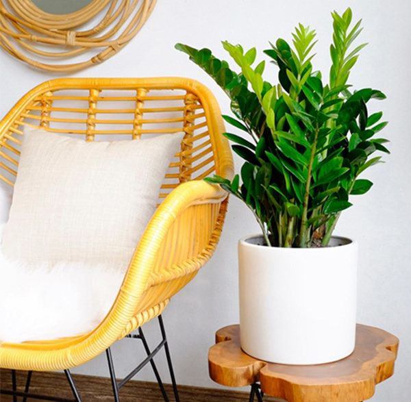 5 loại cây phong thủy chiêu tài đặt đâu tiền ào ào về đó, gia chủ rung đùi hưởng phúc-1