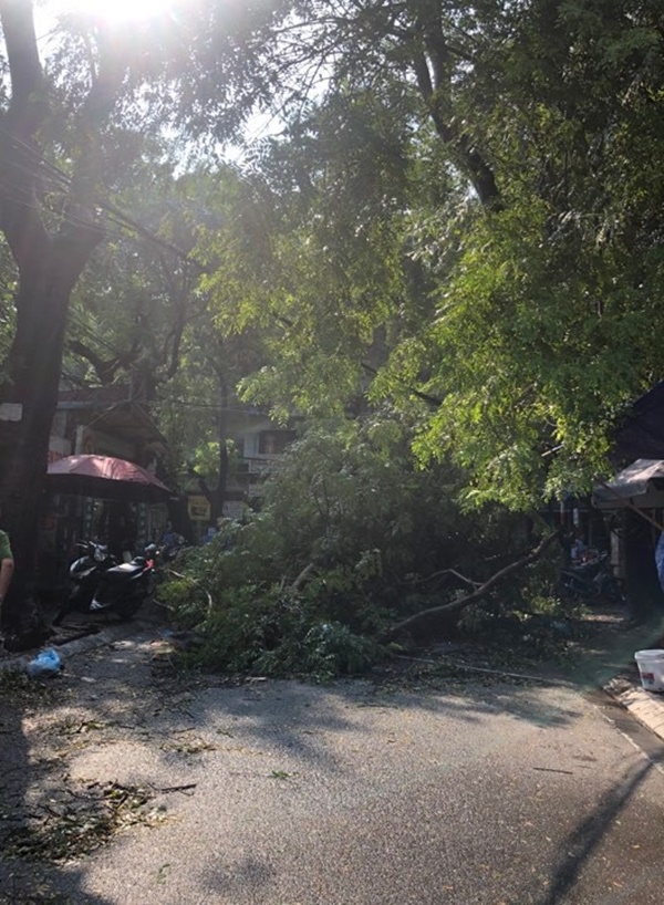 Hà Nội: Trời đổ mưa giông bất ngờ khiến cây cối ngã nằm la liệt trên đường sau buổi sáng nắng gay gắt-1
