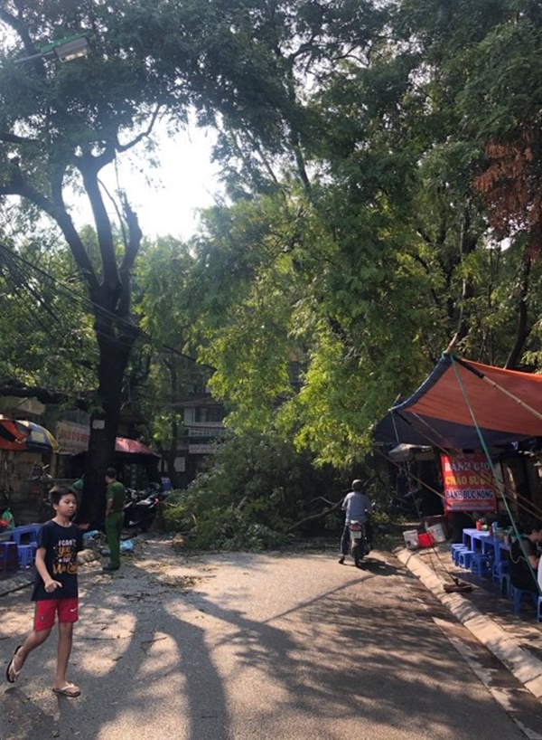 Hà Nội: Trời đổ mưa giông bất ngờ khiến cây cối ngã nằm la liệt trên đường sau buổi sáng nắng gay gắt-2