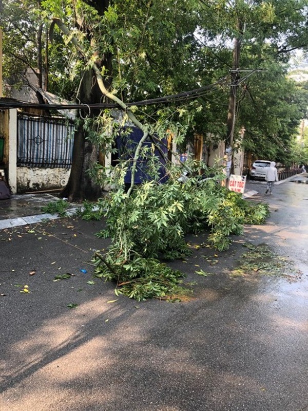 Hà Nội: Trời đổ mưa giông bất ngờ khiến cây cối ngã nằm la liệt trên đường sau buổi sáng nắng gay gắt-3