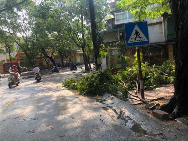 Hà Nội: Trời đổ mưa giông bất ngờ khiến cây cối ngã nằm la liệt trên đường sau buổi sáng nắng gay gắt-4
