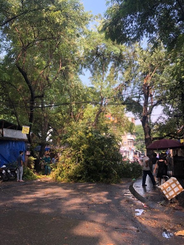 Hà Nội: Trời đổ mưa giông bất ngờ khiến cây cối ngã nằm la liệt trên đường sau buổi sáng nắng gay gắt-6
