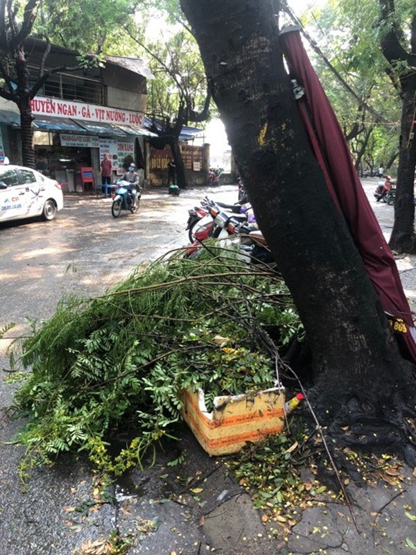 Hà Nội: Trời đổ mưa giông bất ngờ khiến cây cối ngã nằm la liệt trên đường sau buổi sáng nắng gay gắt-7