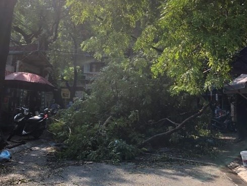 Hà Nội: Trời đổ mưa giông bất ngờ khiến cây cối ngã nằm la liệt trên đường sau buổi sáng nắng gay gắt