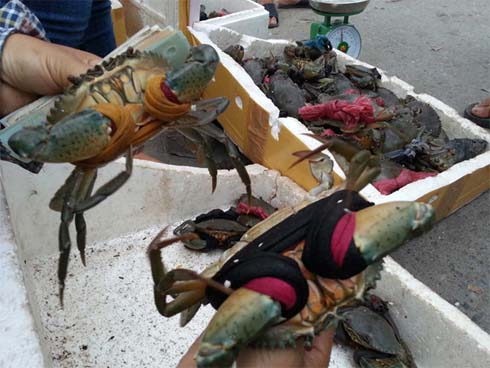 Cua biển xuất sang TQ 46.000 đồng/kg, doanh nghiệp nói giá quá thấp-1