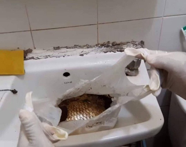 Nghe mùi hôi bốc ra từ căn hộ tầng 3, người dân lập tức báo cảnh sát nghi xảy ra án mạng nhưng sự thật khiến ai cũng ngã ngửa-3