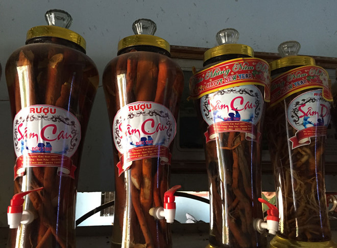 Bí ẩn ở thủ phủ của loài sâm ông uống, bà vui: Thần dược rởm-2