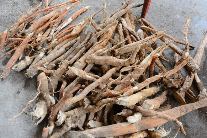 Bí ẩn ở thủ phủ của loài sâm ông uống, bà vui: Thần dược rởm-3