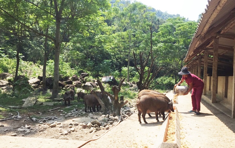 Mặc dịch tả lợn châu Phi, thứ lợn này ở Tam Đảo vẫn vô sự, đắt hàng-1