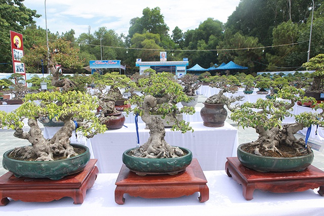 Mãn nhãn với vẻ đẹp kỳ dị của hàng trăm cây sanh bonsai ở Thanh Hóa-1