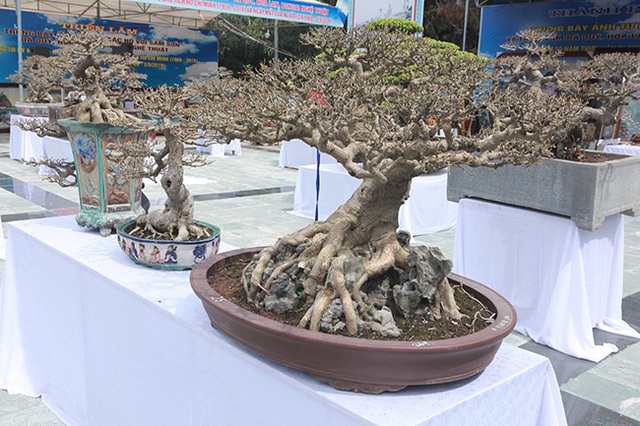 Mãn nhãn với vẻ đẹp kỳ dị của hàng trăm cây sanh bonsai ở Thanh Hóa-10