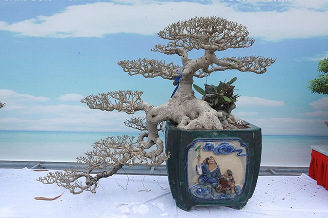 Mãn nhãn với vẻ đẹp kỳ dị của hàng trăm cây sanh bonsai ở Thanh Hóa-11