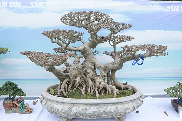 Mãn nhãn với vẻ đẹp kỳ dị của hàng trăm cây sanh bonsai ở Thanh Hóa-12
