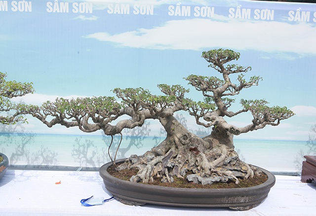 Mãn nhãn với vẻ đẹp kỳ dị của hàng trăm cây sanh bonsai ở Thanh Hóa-14