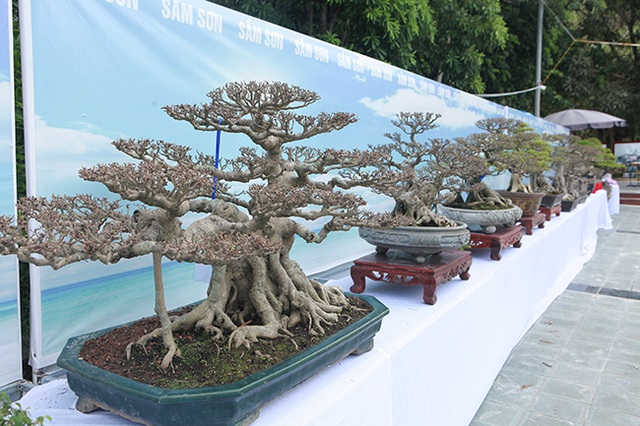 Mãn nhãn với vẻ đẹp kỳ dị của hàng trăm cây sanh bonsai ở Thanh Hóa-2