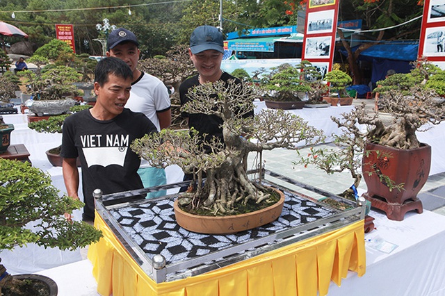Mãn nhãn với vẻ đẹp kỳ dị của hàng trăm cây sanh bonsai ở Thanh Hóa-3