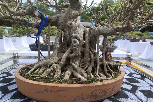 Mãn nhãn với vẻ đẹp kỳ dị của hàng trăm cây sanh bonsai ở Thanh Hóa-4