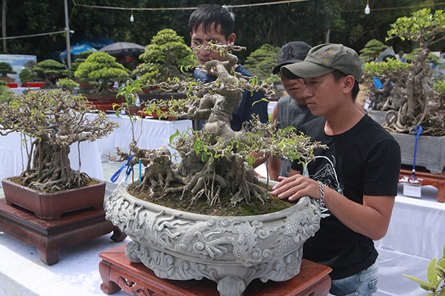 Mãn nhãn với vẻ đẹp kỳ dị của hàng trăm cây sanh bonsai ở Thanh Hóa-5