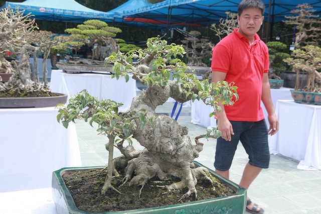 Mãn nhãn với vẻ đẹp kỳ dị của hàng trăm cây sanh bonsai ở Thanh Hóa-7