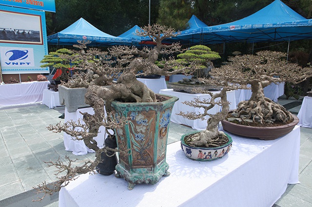 Mãn nhãn với vẻ đẹp kỳ dị của hàng trăm cây sanh bonsai ở Thanh Hóa-9