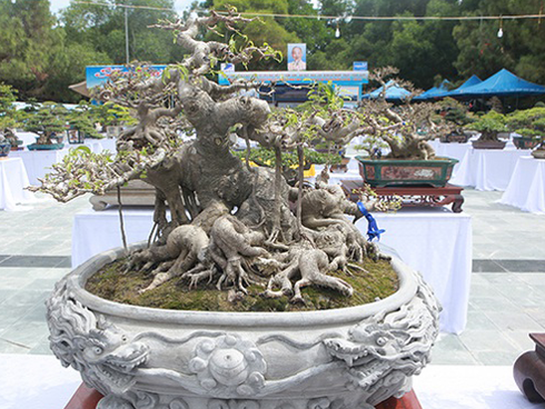 Xuất hiện dừa bonsai đột biến 2 màu cực lạ, hàng độc chơi Tết-13