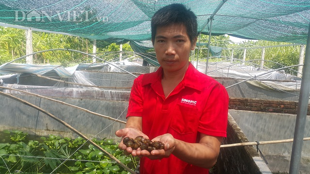 Làm giàu khác người: Nuôi ốc nhồi ở ao bỏ hoang, kiếm bộn tiền-1