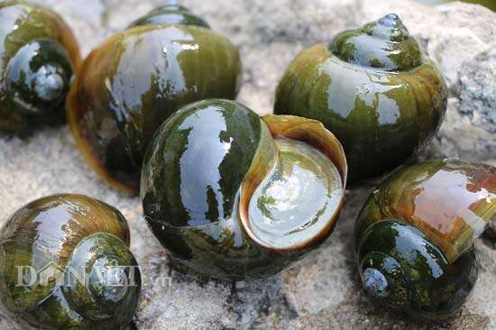 Làm giàu khác người: Nuôi ốc nhồi ở ao bỏ hoang, kiếm bộn tiền-2